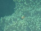 Nemo in Anemone.JPG (40 KB)